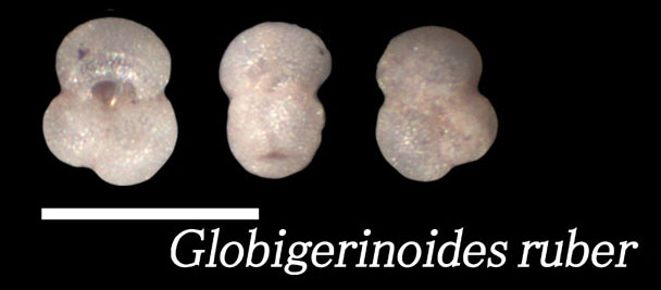 Globigerinoides ruber